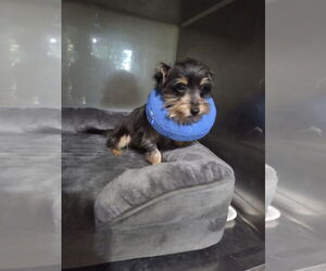 Mutt Dogs for adoption in Spring, TX, USA