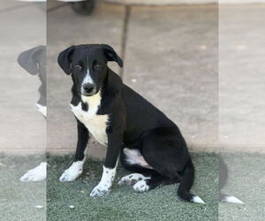 Border Collie-Mountain Cur Mix Dogs for adoption in Phoenix, AZ, USA