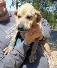 Labrador Retriever Dogs for adoption in westminster, CO, USA
