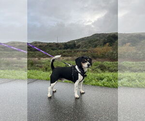 Beagle Dogs for adoption in Menifee, CA, USA