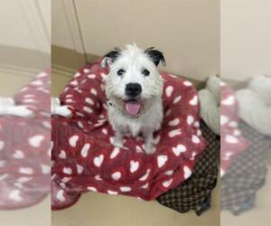 Mutt Dogs for adoption in Chula Vista, CA, USA