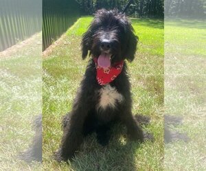 Poodle (Standard)-Unknown Mix Dogs for adoption in Meridian, MS, USA