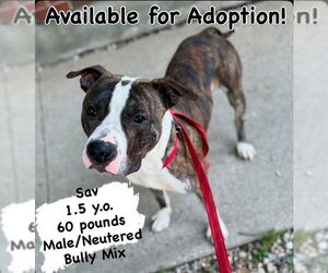 American Pit Bull Terrier Dogs for adoption in Boston, MA, USA