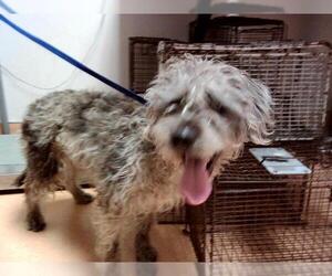 Mutt Dogs for adoption in Martinez, CA, USA