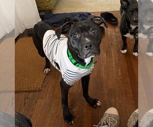 American Pit Bull Terrier-Unknown Mix Dogs for adoption in Denver, CO, USA