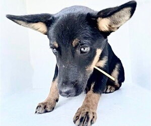 Shepweiller Dogs for adoption in Houston, TX, USA