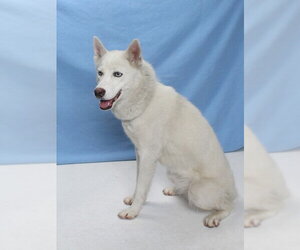 Siberian Husky Dogs for adoption in Burbank, CA, USA