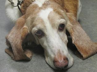 Basset Hound Dogs for adoption in Richmond, IN, USA