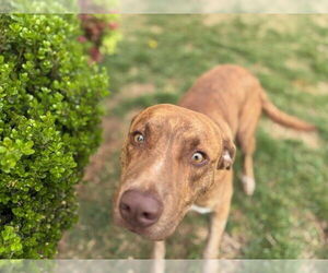 American Pit Bull Terrier-Unknown Mix Dogs for adoption in Tulsa, OK, USA