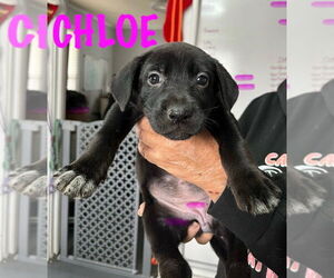 Mutt Dogs for adoption in Mooresville, NC, USA