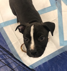 American Boston Bull Terrier Dogs for adoption in Holly Springs, NC, USA