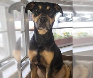 Staffordshire Bull Terrier-Unknown Mix Dogs for adoption in Spring, TX, USA