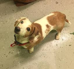 Dachshund Dogs for adoption in Phoenix , AZ, USA