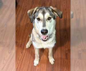 German Shepherd Dog-Huskies Mix Dogs for adoption in Anchorage, AK, USA