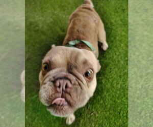French Bulldog Dogs for adoption in Oakland Park, FL, USA