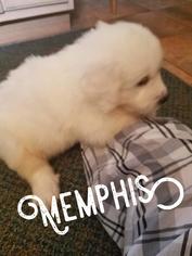 Great Pyrenees Dogs for adoption in Azle, TX, USA