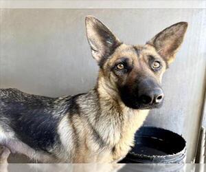German Shepherd Dog Dogs for adoption in San Bernardino, CA, USA