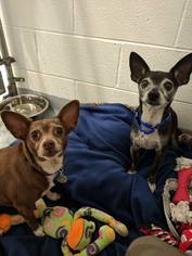 Chihuahua Dogs for adoption in Howell, MI, USA