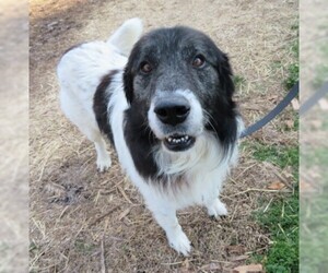 Great Pyrenees Dogs for adoption in Franklin, TN, USA