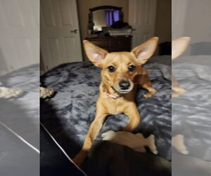 Chiweenie Dogs for adoption in Chico, CA, USA