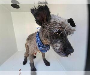 Miniature Schnauzer-Unknown Mix Dogs for adoption in Houston, TX, USA