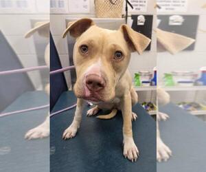 Bulldog-Unknown Mix Dogs for adoption in Mobile, AL, USA