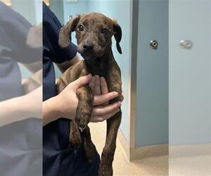 Mutt Dogs for adoption in Newton, NC, USA