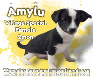 Border Collie-Pembroke Welsh Corgi Mix Dogs for adoption in Anchorage, AK, USA