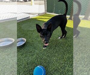 American Pit Bull Terrier Dogs for adoption in Downey, CA, USA