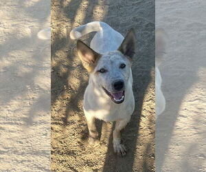 Pembroke Welsh Corgi-Unknown Mix Dogs for adoption in Lancaster, CA, USA