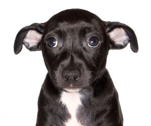 Chiweenie Dogs for adoption in Oakland Park, FL, USA