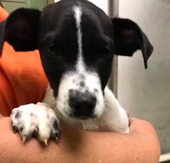 Lab-Pointer Dogs for adoption in CRESCENT CITY, FL, USA