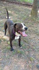 Masti-Bull Dogs for adoption in Blairsville, GA, USA