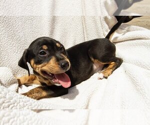 Medium Photo #3 Mutt Puppy For Sale in Nashville, TN, USA