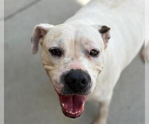 American Bulldog-Unknown Mix Dogs for adoption in Tulsa, OK, USA