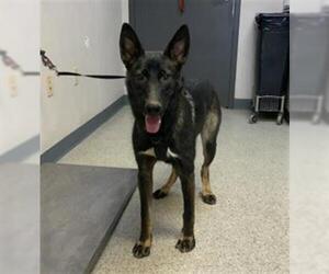Mutt Dogs for adoption in Visalia, CA, USA