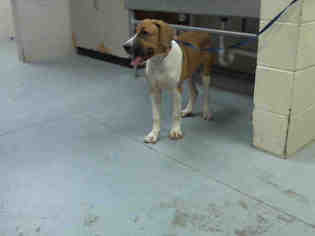 Beagle Dogs for adoption in Conroe, TX, USA