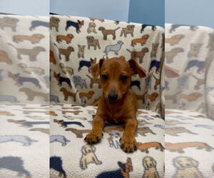 Chiweenie Dogs for adoption in Weston, FL, USA