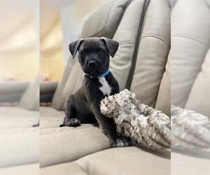 Rottweiler-Unknown Mix Dogs for adoption in San Antonio, TX, USA