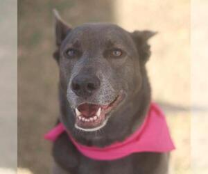 Labrador Retriever Dogs for adoption in San Antonio, TX, USA