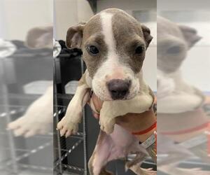 American Pit Bull Terrier Dogs for adoption in Houston, TX, USA