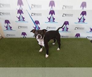 American Pit Bull Terrier Dogs for adoption in Orlando, FL, USA
