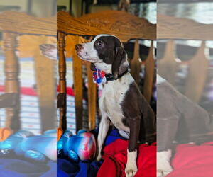 Beagle-Unknown Mix Dogs for adoption in Westwood, NJ, USA