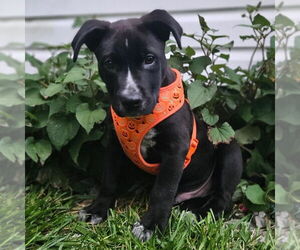 Mutt Dogs for adoption in Doylestown, PA, USA