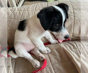Jack Russell Terrier Dogs for adoption in Phoenix, AZ, USA