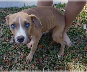 American Pit Bull Terrier Dogs for adoption in Fort Lauderdale, FL, USA