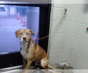 American Foxhound Dogs for adoption in Tulsa, OK, USA