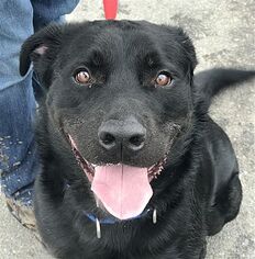 Labrottie Dogs for adoption in Birdsboro, PA, USA