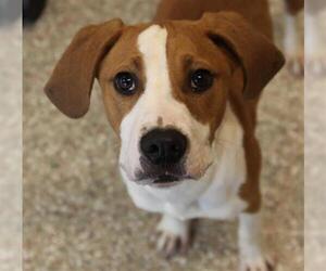 English Foxhound Dogs for adoption in Clyde, NC, USA