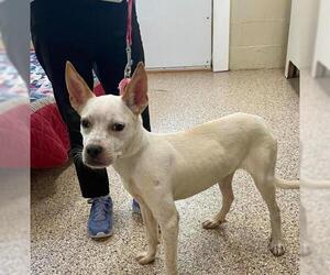 American Pit Bull Terrier-Chihuahua Mix Dogs for adoption in Wilmington, NC, USA